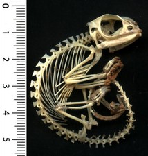 Véritable SQUELETTE : Caméléon du Sénégal - CHAMAELEO SENEGALENSIS