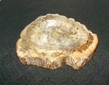 Tranche de bois fossilisé pétrifié poli de Madagascar 647g Vide poche