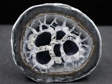 SEPTARIA - MAROC - 5,2 x 4,5