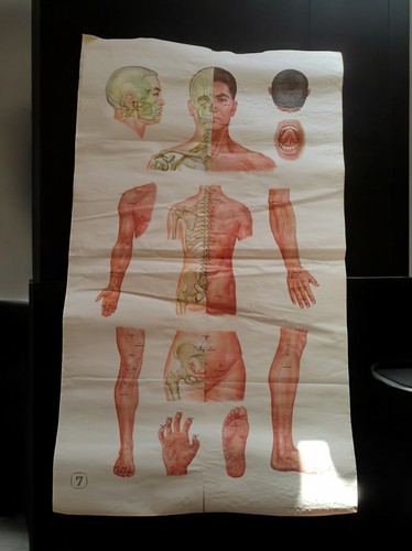 Affiche anatomique vintage