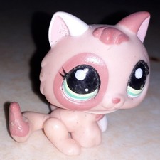 Petshop chat chaton 1818