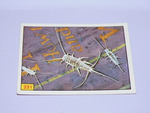 Image panini animaux - image,