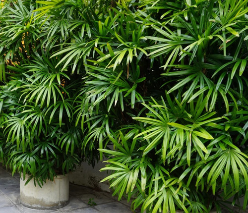 Lady palm plant - palm, gallon