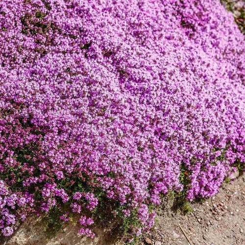 Pièces thym serpolet lot - 5,