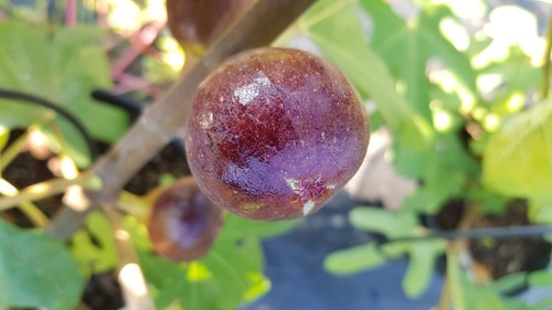 Ficus carica osborn prolific - ficus, 'osborn