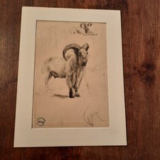 Dessin Ancien Animalier Fond