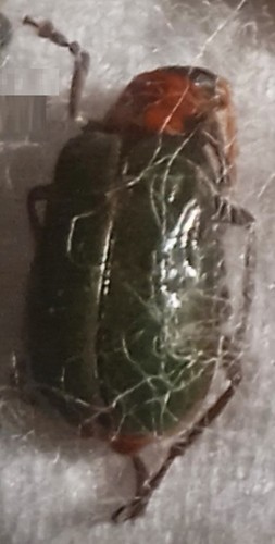 Chrysomelidae diabrotica - -,