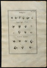 1719 - Phillyrea, Troène &