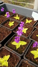 Pinguicula grandiflora 100 graines 2021.