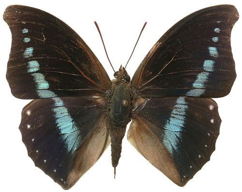 Entomologie nymphalidae non - entomologie,