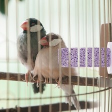  Perchoir Perroquet Cage