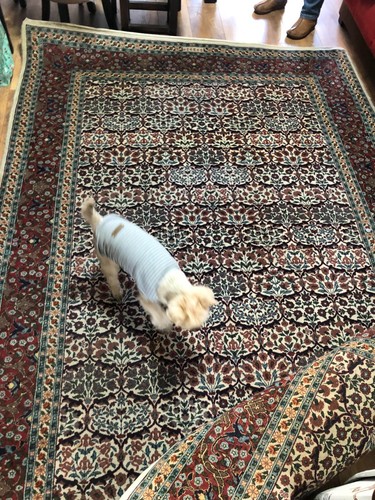 Tapis turc motif - turc,