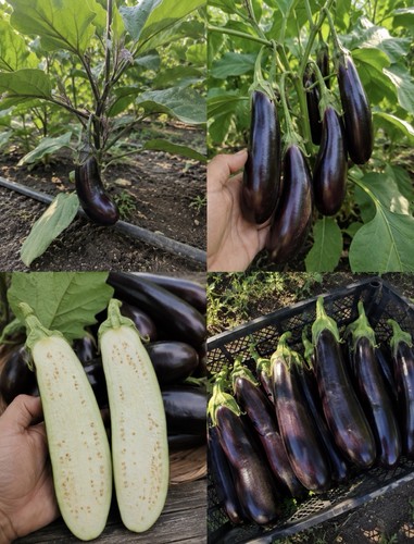 Graines aubergine alep - graines,