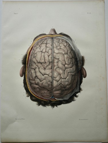 Bourgery jacob anatomie - jacob, 1844