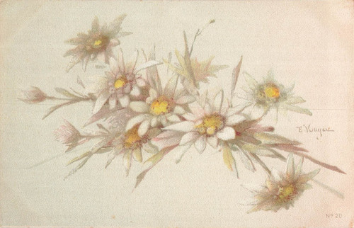 Illustree signee edelweiss - cp,