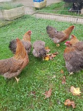 Poule et oeuf fecondé