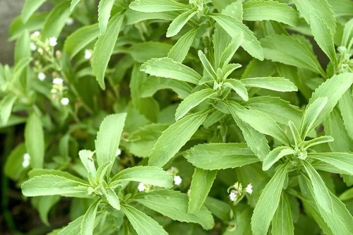 Graines stevia rebaudiana - -,