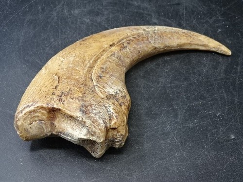 Griffe baryonyx résine - de,