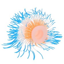  Coraux Colorés Modèle De