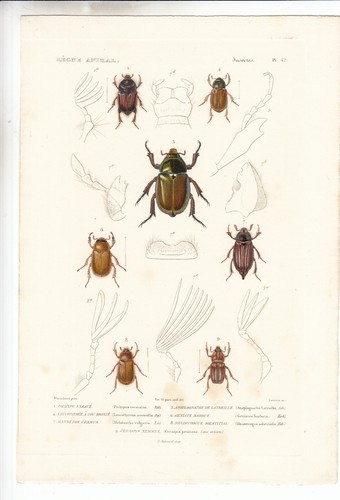 Original rare hand colored - rare,