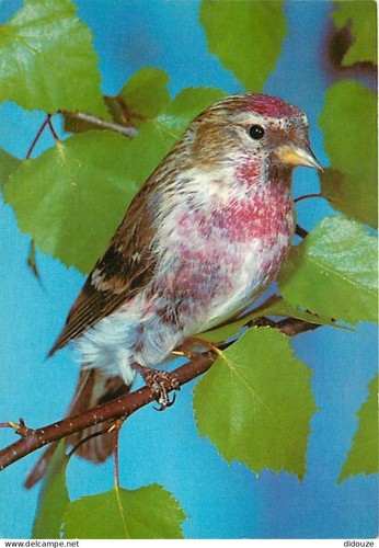 Carte postale animaux - -,