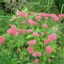Sedum spectabile autumn joy - spectabile, 'autumn