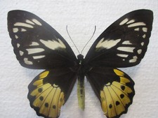 Entomologie Papilionidae