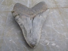SHARK TOOTH - REQUIN FOSSILE -