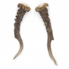 Paire De Bois De Cerf Longueur