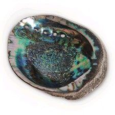 ANCIEN COQUILLAGE COQUILLE