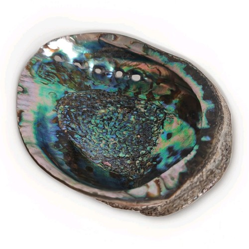 Ancien coquillage coquille - coquillage,