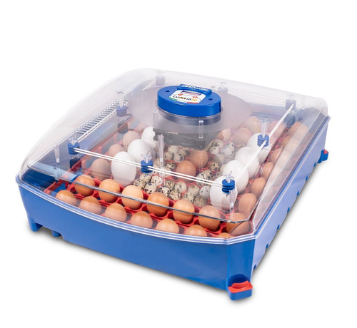 Borotto lumia incubateur - lumia, 56