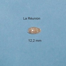 Cypraea    Esontropia