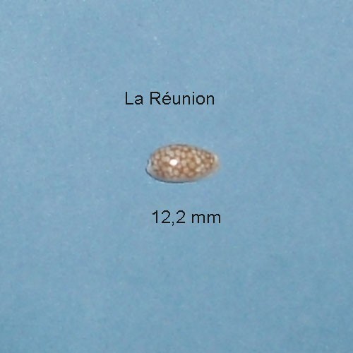 Cypraea esontropia - ,