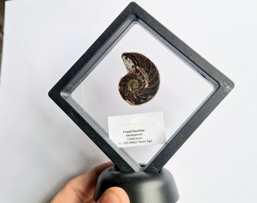 Tranche nautilus fossile - tranche,