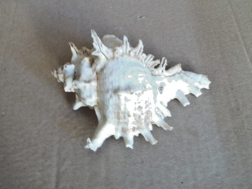 Coquillage collection genre