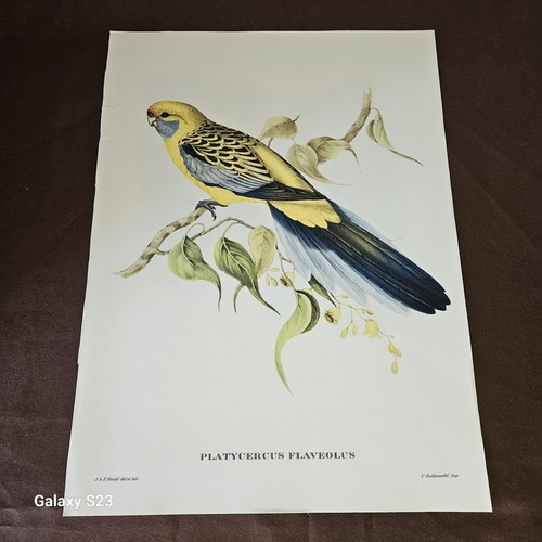 John gould gravure litho - john,