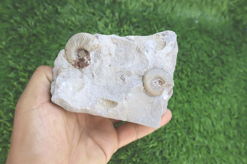 Natural olcostephanus ammonite - natural,