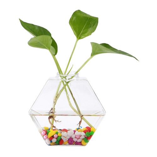 Hanging plants flowers glass - plants,