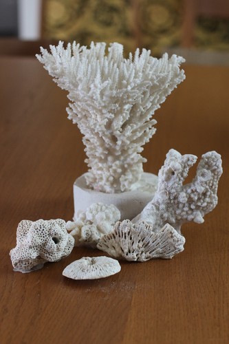 Lot coraux blancs - lot, de