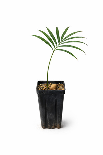 Cycas falcata - (sulawesi),