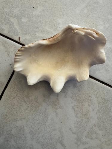 Coquillage bénitier vide - coquillage,