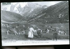 Savoie berger - savoie,