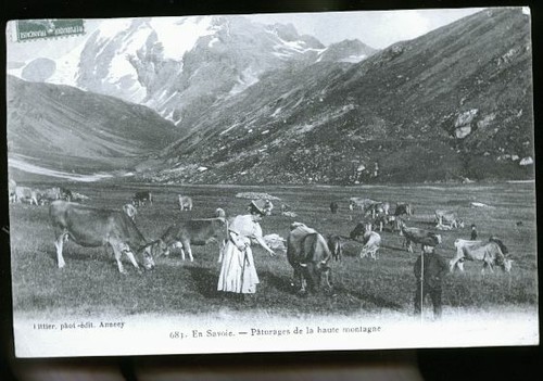 Savoie berger - savoie,