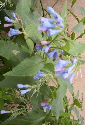 Consoude grandes fleurs - consoude,
