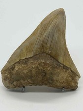 Dent de Mégalodon fossile –
