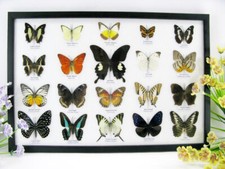 20 vrais papillons préparés comme murale - vitrine - entomologie - taxidermie 43