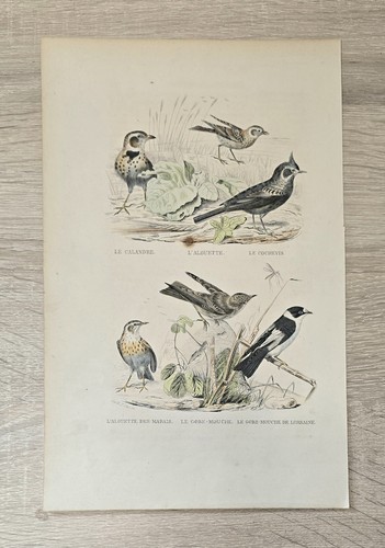 Lithographie ancienne oiseaux