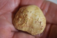 Brachiopode Productid devonien