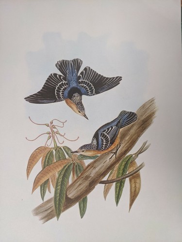1969 oiseau imprimé beau - -,